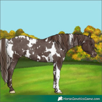 Horse Color:White Spotted Liver Chestnut Appaloosa Rabicano