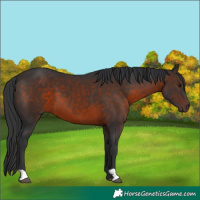 Horse Color:Brown 