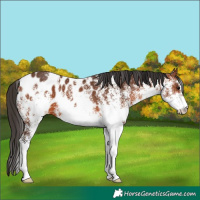 Horse Color:White Spotted Bay Appaloosa 