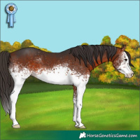 Horse Color:White Spotted Bay Appaloosa