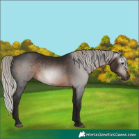 Horse Color:Gray Silver Brown 