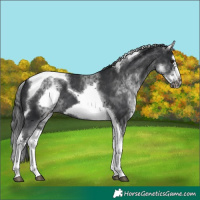 Horse Color:White Spotted Black Splash Tobiano Frame Appaloosa