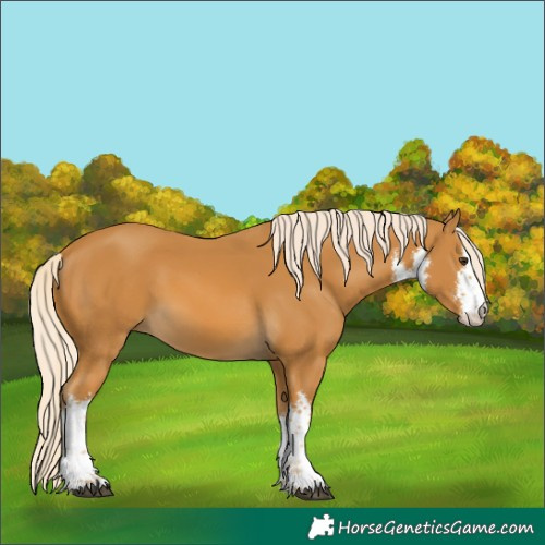 Horse Color:White Spotted Palomino