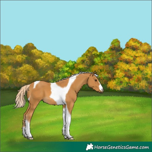 Horse Color:Palomino Tobiano 