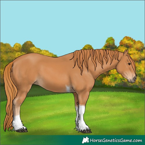 Horse Color:Chestnut Tobiano 