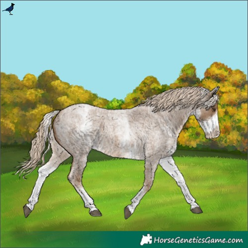Horse Color:White Spotted Chocolate Palomino Roan 