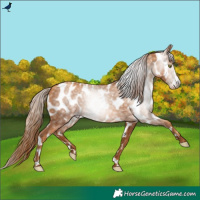 Horse Color:Gray Gold Champagne Near Leopard 