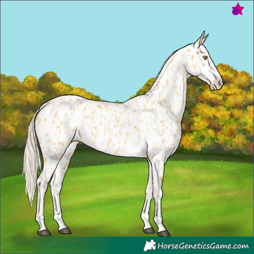 Horse Color:Palomino Appaloosa  and Palomino Appaloosa 