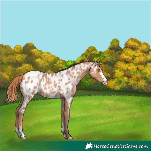 Horse Color:Amber Champagne Near Leopard  and Gold Champagne Near Leopard 