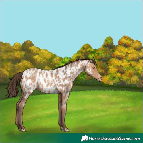 Horse Color:Amber Champagne Near Leopard  and Amber Champagne Near Leopard 