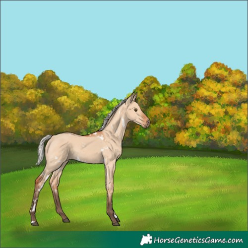 Horse Color:White Spotted Silver Bay Dun Rabicano 