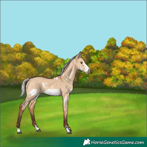 Horse Color:White Spotted Silver Bay Dun Frame Rabicano 