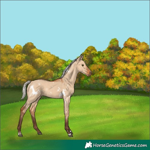 Horse Color:White Spotted Silver Bay Dun Rabicano 