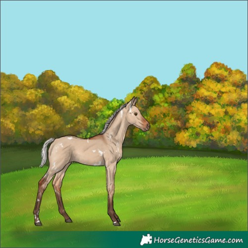 Horse Color:White Spotted Silver Bay Dun Rabicano 