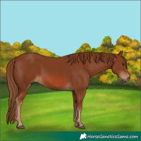 Horse Color:Chestnut 
