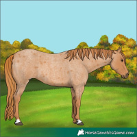 Horse Color:Red Roan 