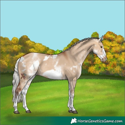 Horse Color:White Spotted Silver Bay Dun Frame Rabicano 