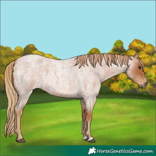 Horse Color:Red Roan 