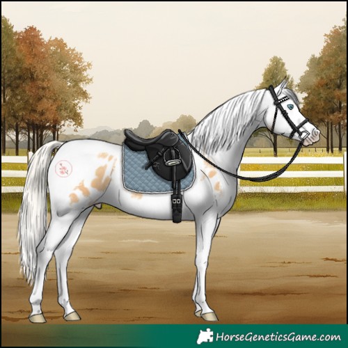 Horse Color:Gold Cream Champagne Splash Tobiano Appaloosa Rabicano 