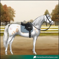 Horse Color:Gold Cream Champagne Splash Tobiano Appaloosa Rabicano 