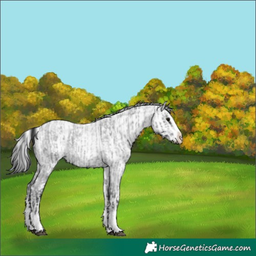 Horse Color:Blue Roan Sabino Splash  and White Spotted Blue Roan Splash 