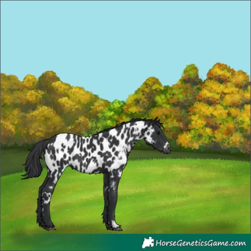 Horse Color:White Spotted Black Appaloosa Rabicano 