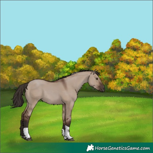 Horse Color:Liver Red Dun Tobiano Rabicano 