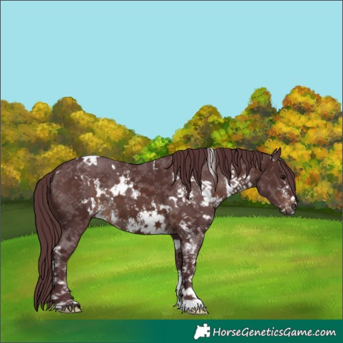 Horse Color:White Spotted Chocolate Brown Sabino 