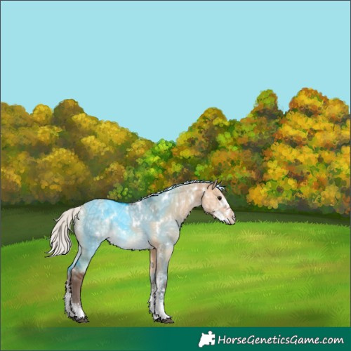 Horse Color:White Spotted Silver Brown Ice Dun Sabino 