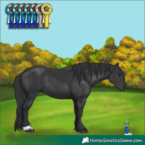 Horse Color:Black 