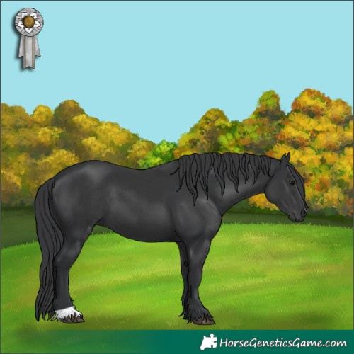Horse Color:Black 