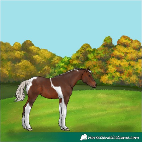Horse Color:Silver Brown Tobiano 