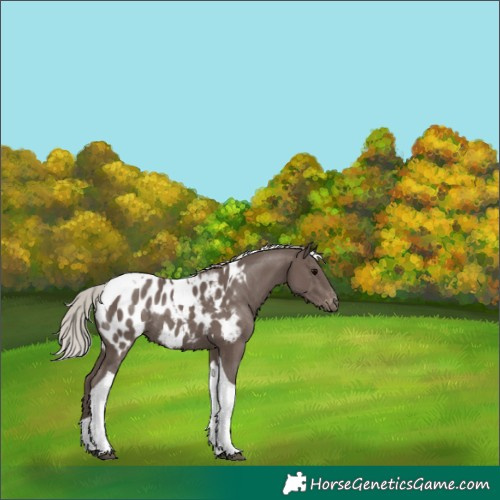 Horse Color:Silver Black Tobiano Appaloosa Rabicano 