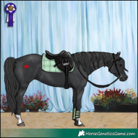 Horse Color:Black and Black