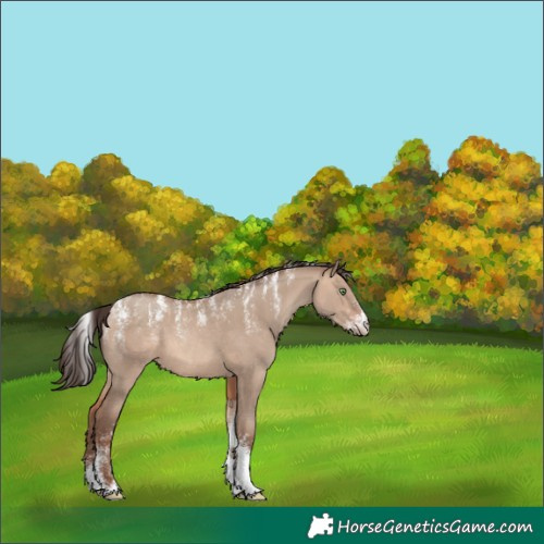 Horse Color:Powder White Sable Champagne Dun 