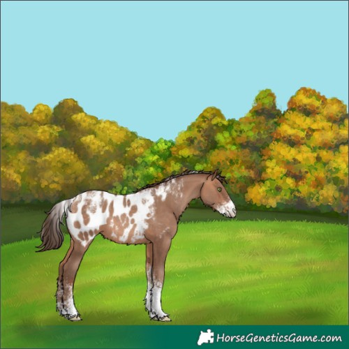 Horse Color:Powder White Amber Champagne Blanket 