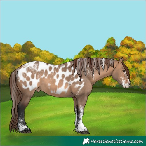 Horse Color:Powder White Bay Dun Appaloosa 