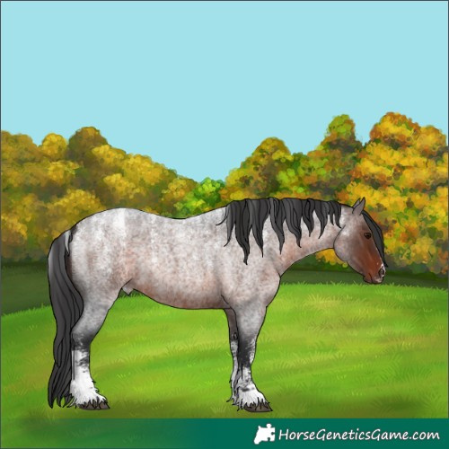 Horse Color:Powder White Brown Roan 
