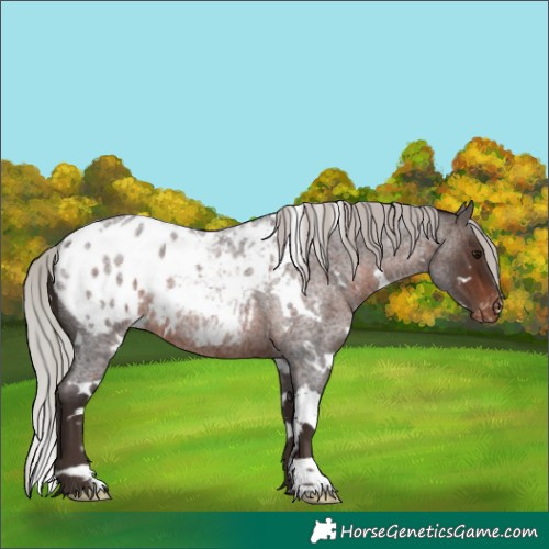 Horse Color:White Spotted Silver Brown Roan Appaloosa Rabicano 