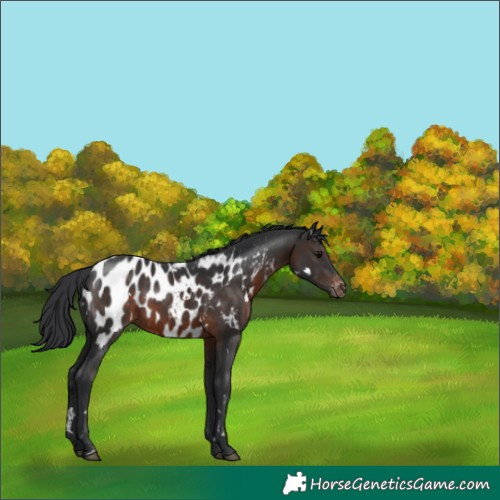 Horse Color:White Spotted Brown Blanket 