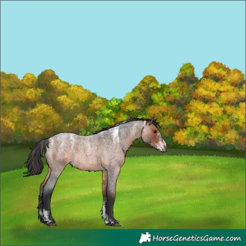 Horse Color:Powder White Brown Roan 