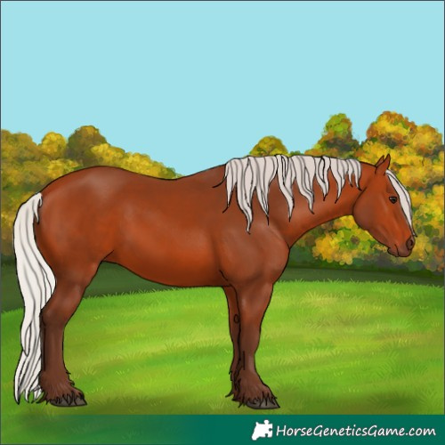 Horse Color:Silver Bay 