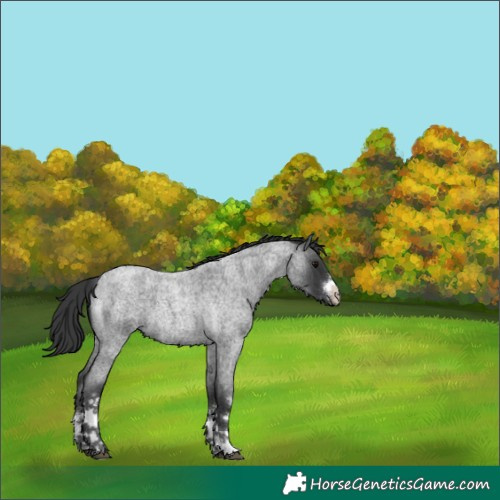 Horse Color:Unknown 