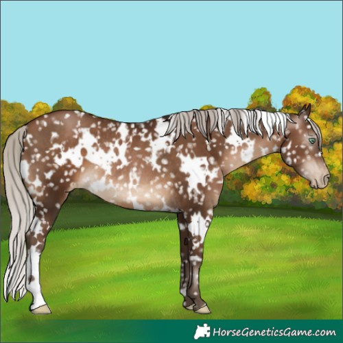 Horse Color:Gray White Spotted Silver Brown Pearl Snowflake Varnish Rabicano 