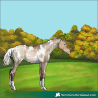 Horse Color:Gray White Spotted Silver Brown Pearl Dun Rabicano 