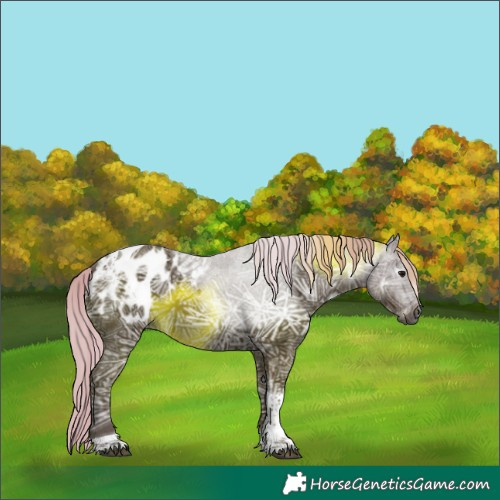 Horse Color:Gray Silver Black Ice Tobiano Appaloosa Rabicano 