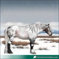 Horse Color:Gray White Spotted Silver Brown Appaloosa