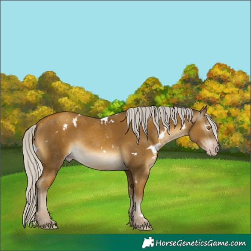 Horse Color:Gray White Spotted Silver Classic Cream Champagne 