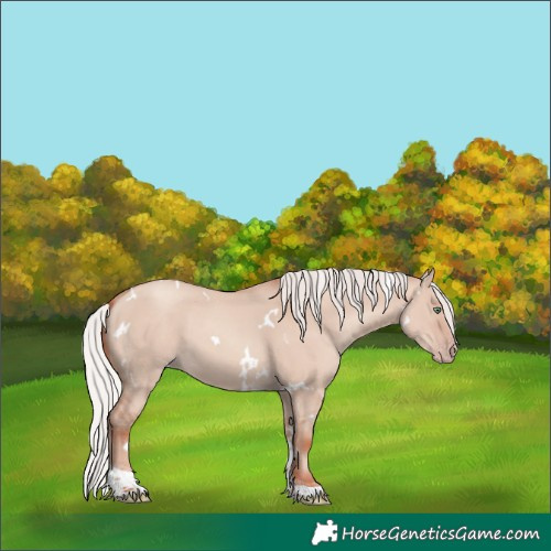 Horse Color:White Spotted Silver Classic Champagne Dun Mushroom Tobiano 