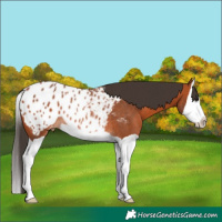 Horse Color:Bay Splash Appaloosa Rabicano 